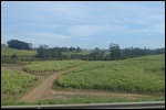 Sugar cane for miles