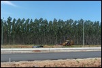Tall thin eucalyptus trees