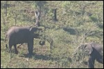 The Elephants were a bit far away