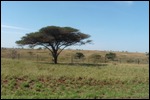 This looks like Africa to me