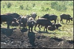 Water Buffalo getting nice and dirty