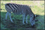 Zebra right near the coach