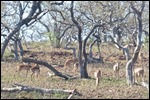 A herd of Impala