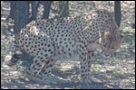 A pregnant female cheetah, hardly moved