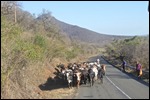 Cows have right of way here