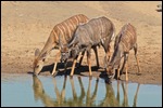 Drinking at the waterhole