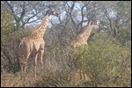 Giraffe are beautiful creatures