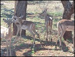 Plenty of deer like animals