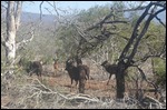 These are Nyala