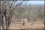 Zebra crossing