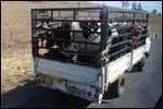 Trucking cattle