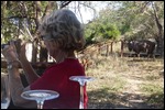 A kudu wandering around lunch