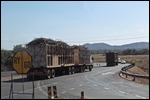Cane trucks going to the distillery