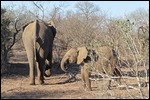 Elephants on our road