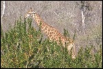Giraffe from our lunch table