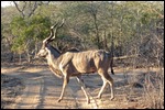 Kudu, we had this for dinner last night - yum