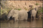 More elephants