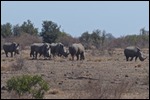 Plenty of Rhino here