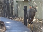 A Kudu next to the boardwalk to our room