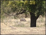 A hippo from our outside deck