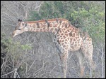 Birds eating the tick off the giraffe