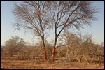 Elephants have rubbed or eaten the bark