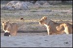 Female lions