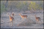 Lots of Impala and they are so lovely