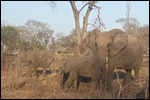 More elephants