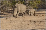 Mother and baby Rhino