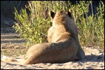 One young male lion among 5 females