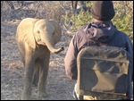 This baby almost touched Mandrew our tracker