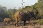We have seen lots of elephants