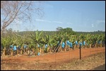 Banana plantations under irrigation