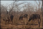 Buffalo  on the way to meet the bus