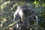 Monkeys in the tree at God's Window lookout