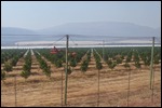 New plantings with acres of shade cloth behind