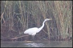An egrit on the foreshore