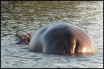 How is this for a rump?