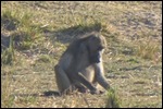 Monkeys on the foreshore and in the trees