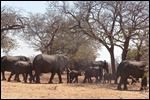 A family of elephants