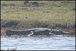 A salt water crocodile