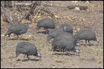 A type of guinea fowl