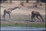 Difficult to get a drink with those long legs