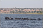 Elephants crossing to the island