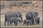 Elephants on the greener island