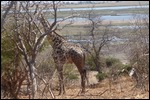 Giraffe eating a dead tree, but look healthy