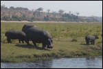 Hippos out feeding on the Island