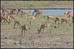 There is always lots of Impala
