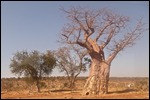 This is a Baobab, not a Boabab